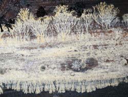 mycelium on spruce wood, 2005