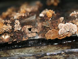 mycelium on spruce wood, 2006
